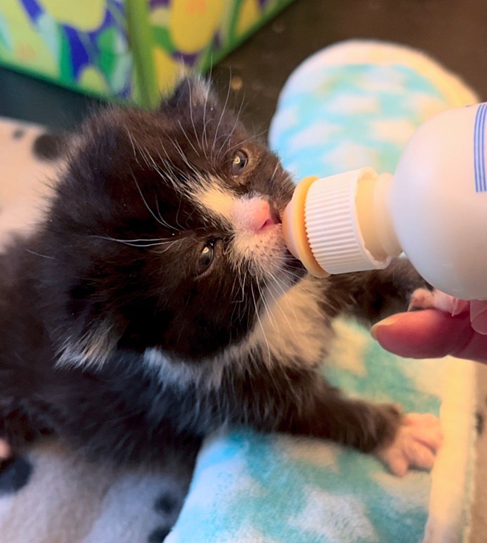 tuxedo kitten bottle feeding