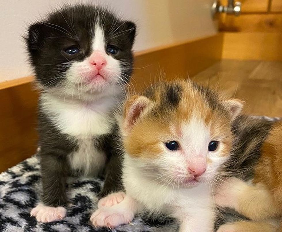 tuxedo kitten, calico kitten