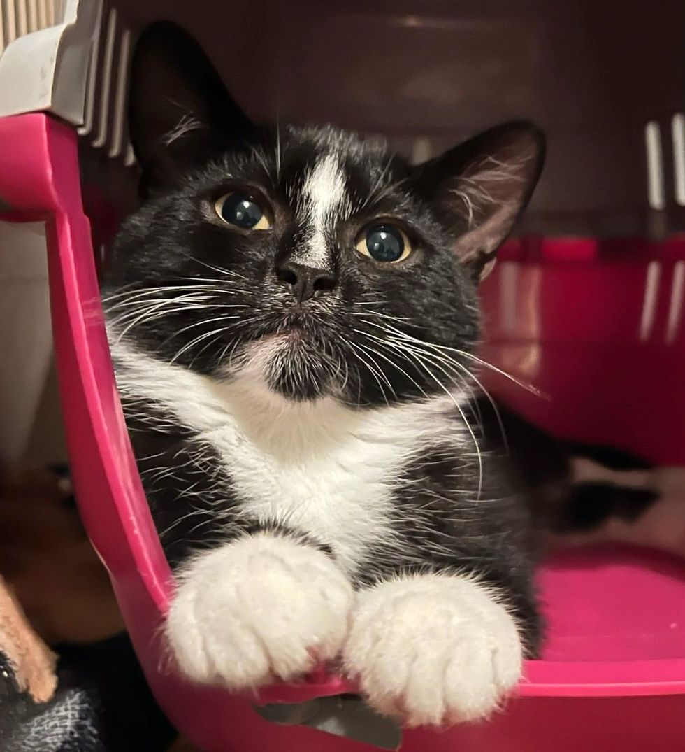 tuxedo kitten carrier