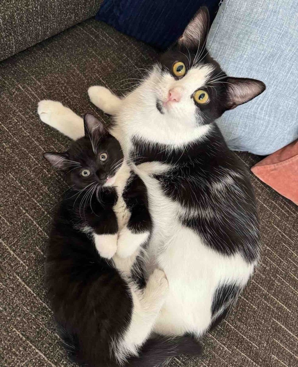 tuxedo kitten cat snuggles