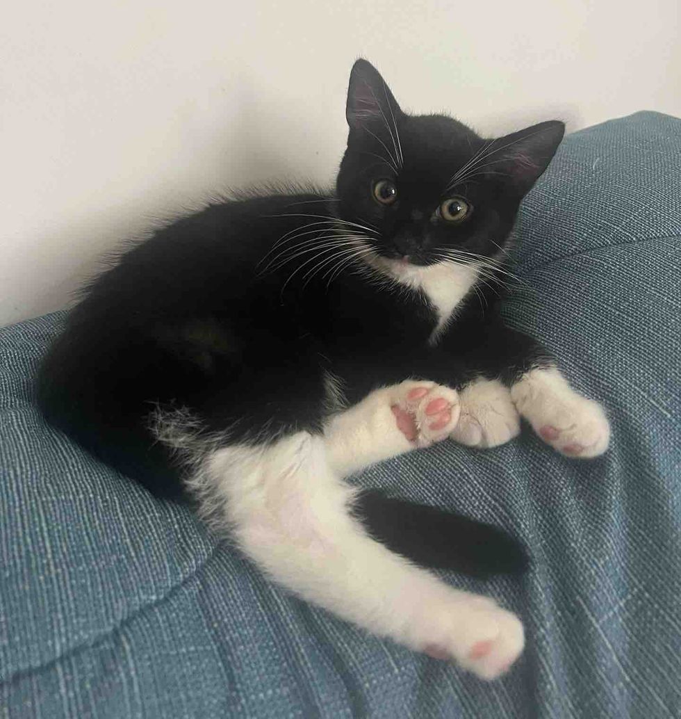 tuxedo kitten couch
