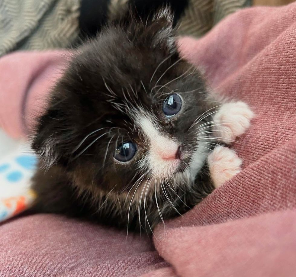 tuxedo kitten cuddles