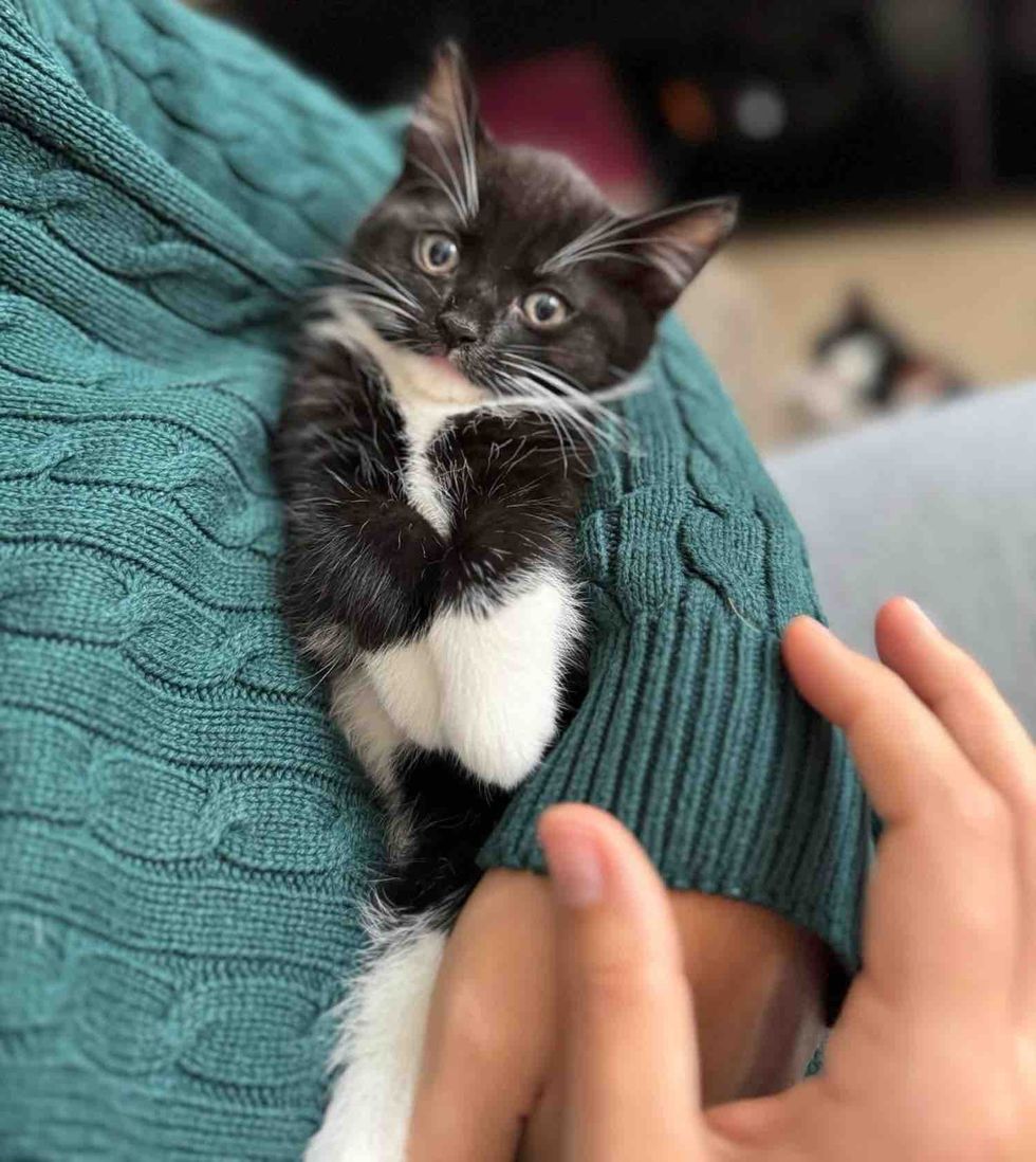 tuxedo kitten cuddling arms