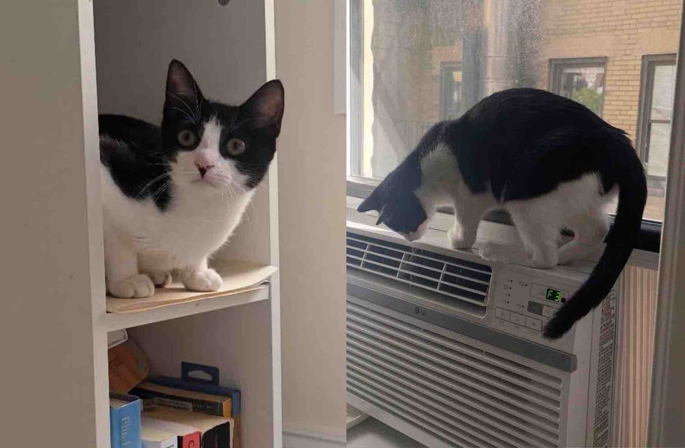 tuxedo kitten curious adventure