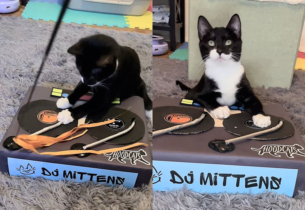tuxedo kitten dj