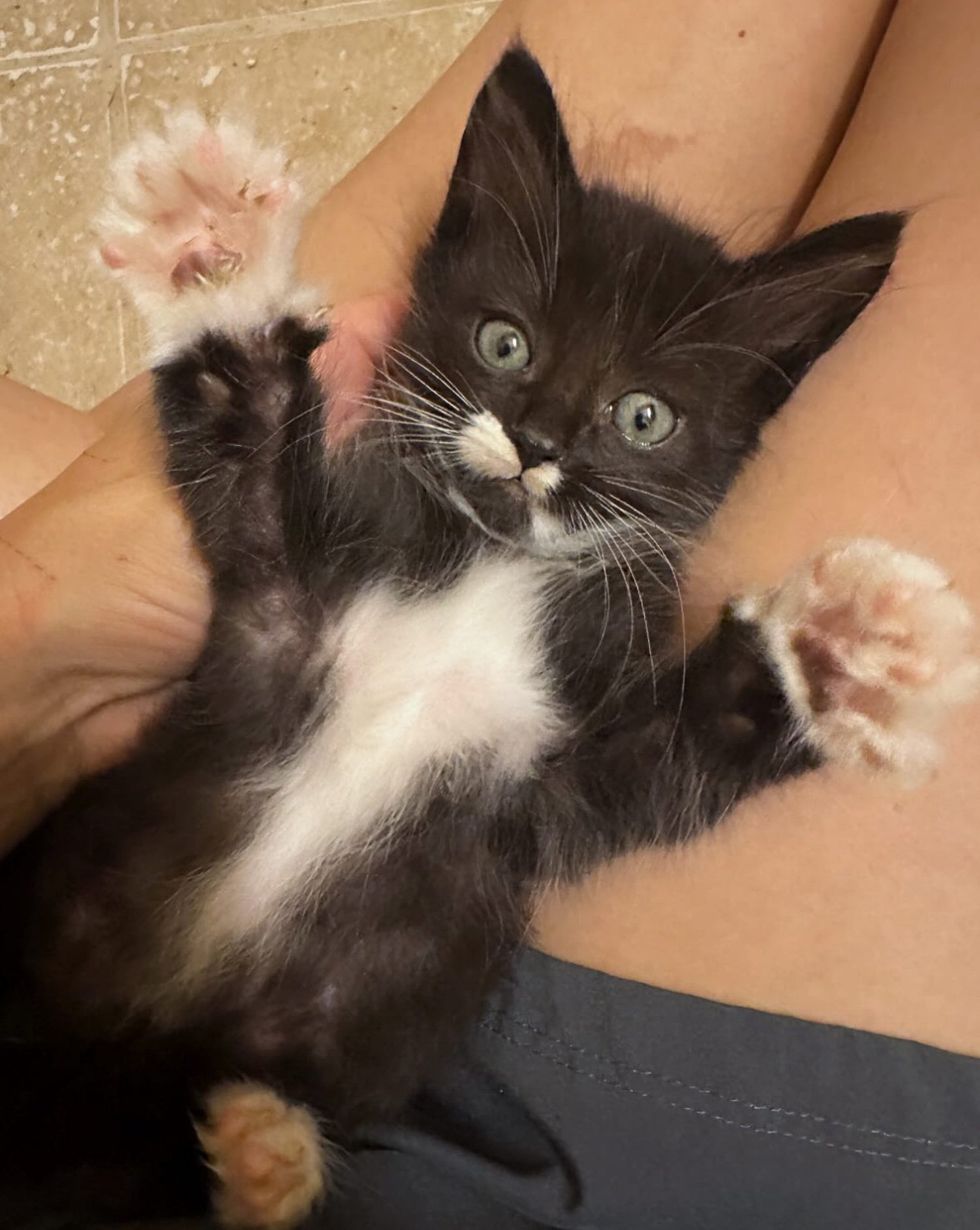 tuxedo kitten paws lap cat