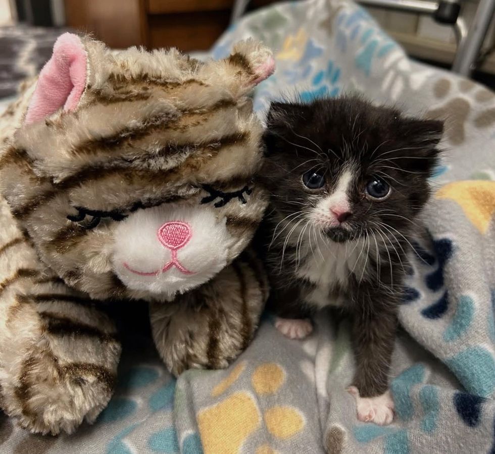 tuxedo kitten plush toy