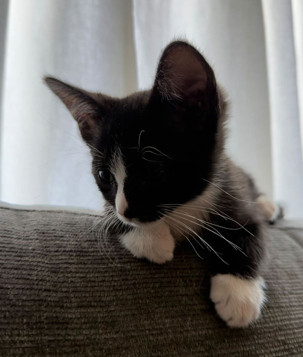 tuxedo kitten sitting on top of couch