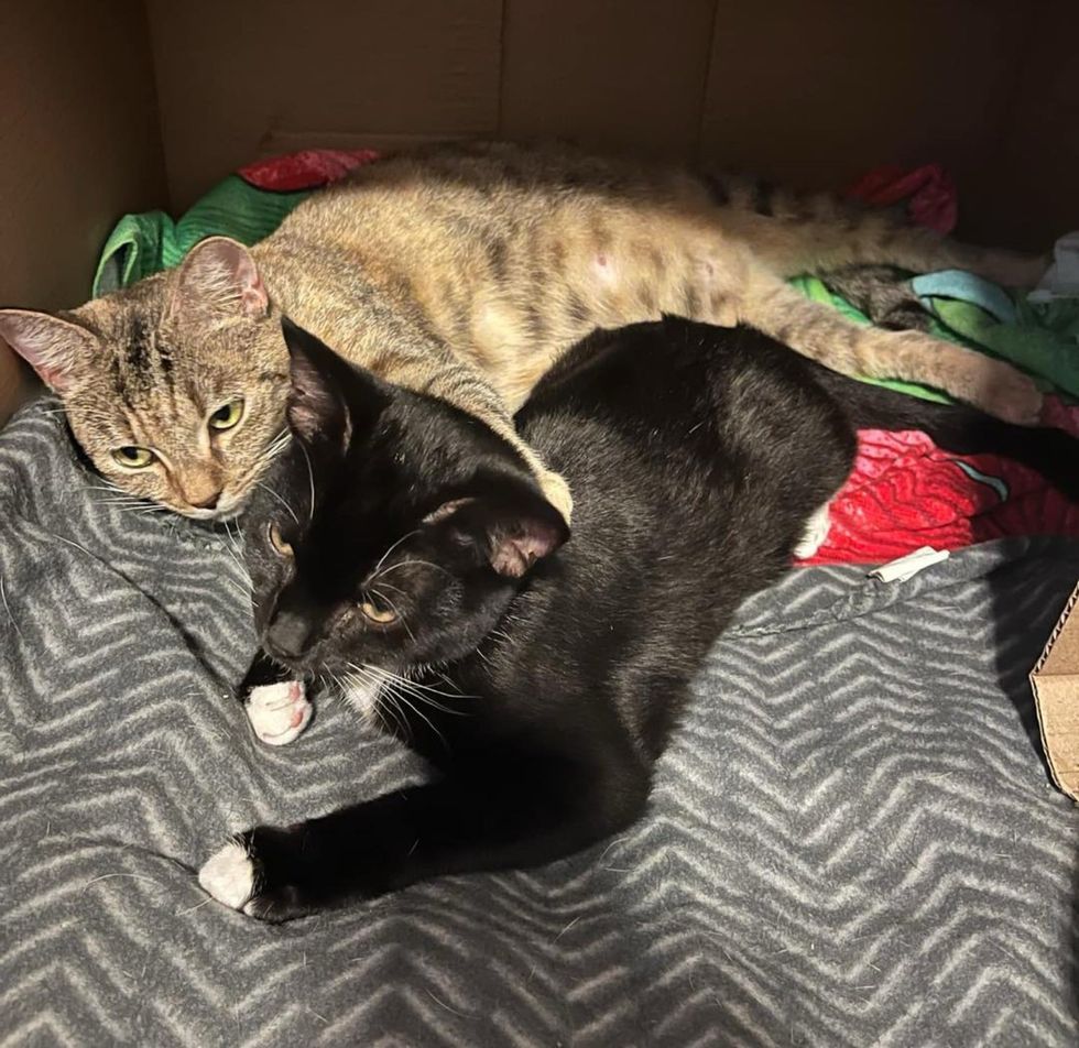 tuxedo kitten tabby cat