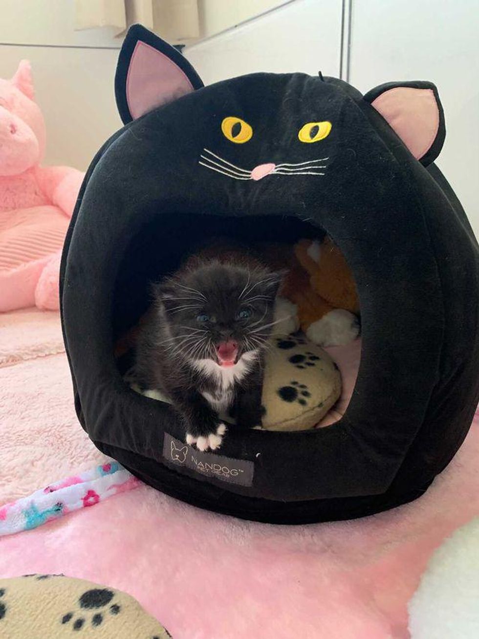 tuxedo kitten, talking cat, princess peep
