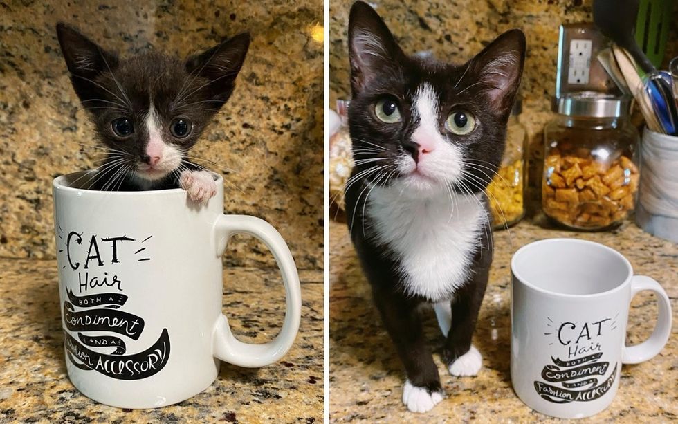 tuxedo kitten, then and now, cute cat