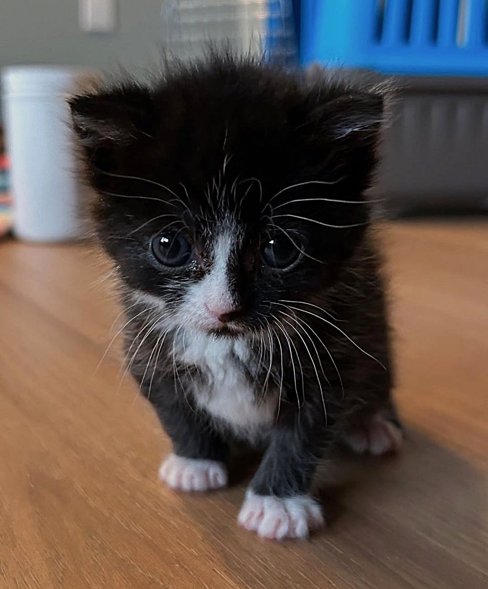 tuxedo kitten tiny
