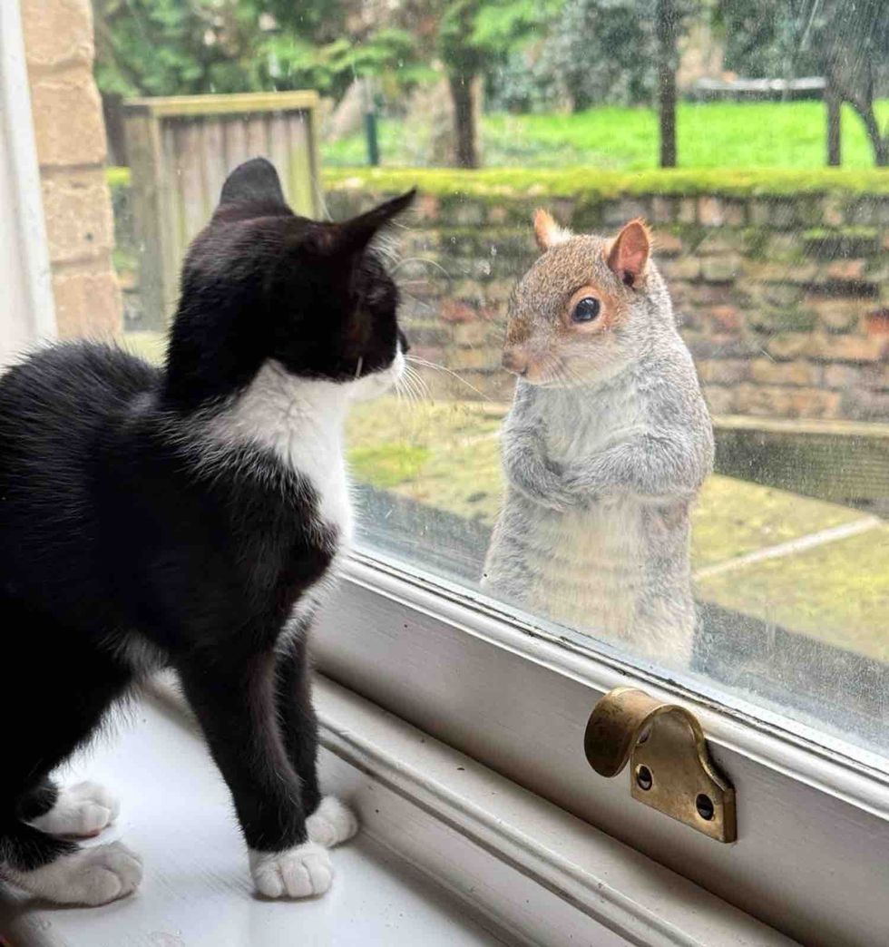 tuxedo kitten window squirrel