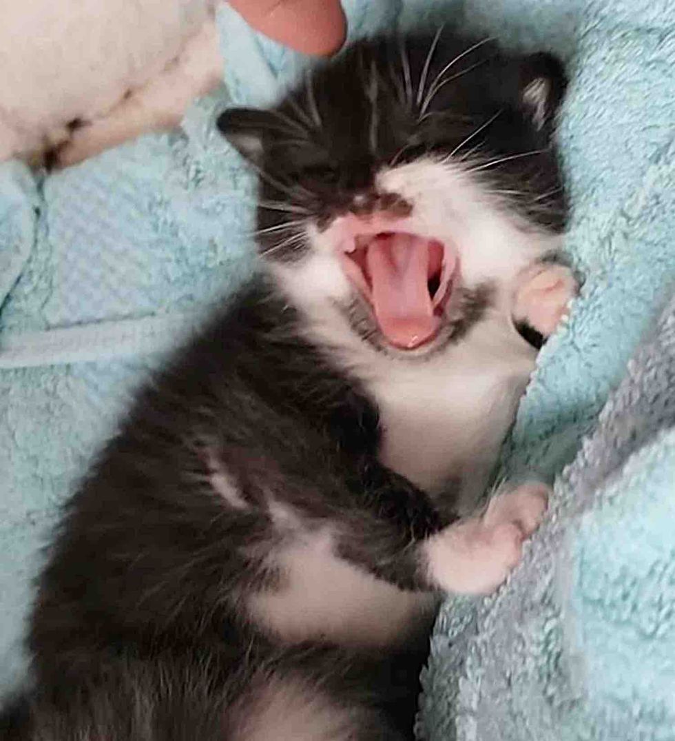 tuxedo kitten yawning