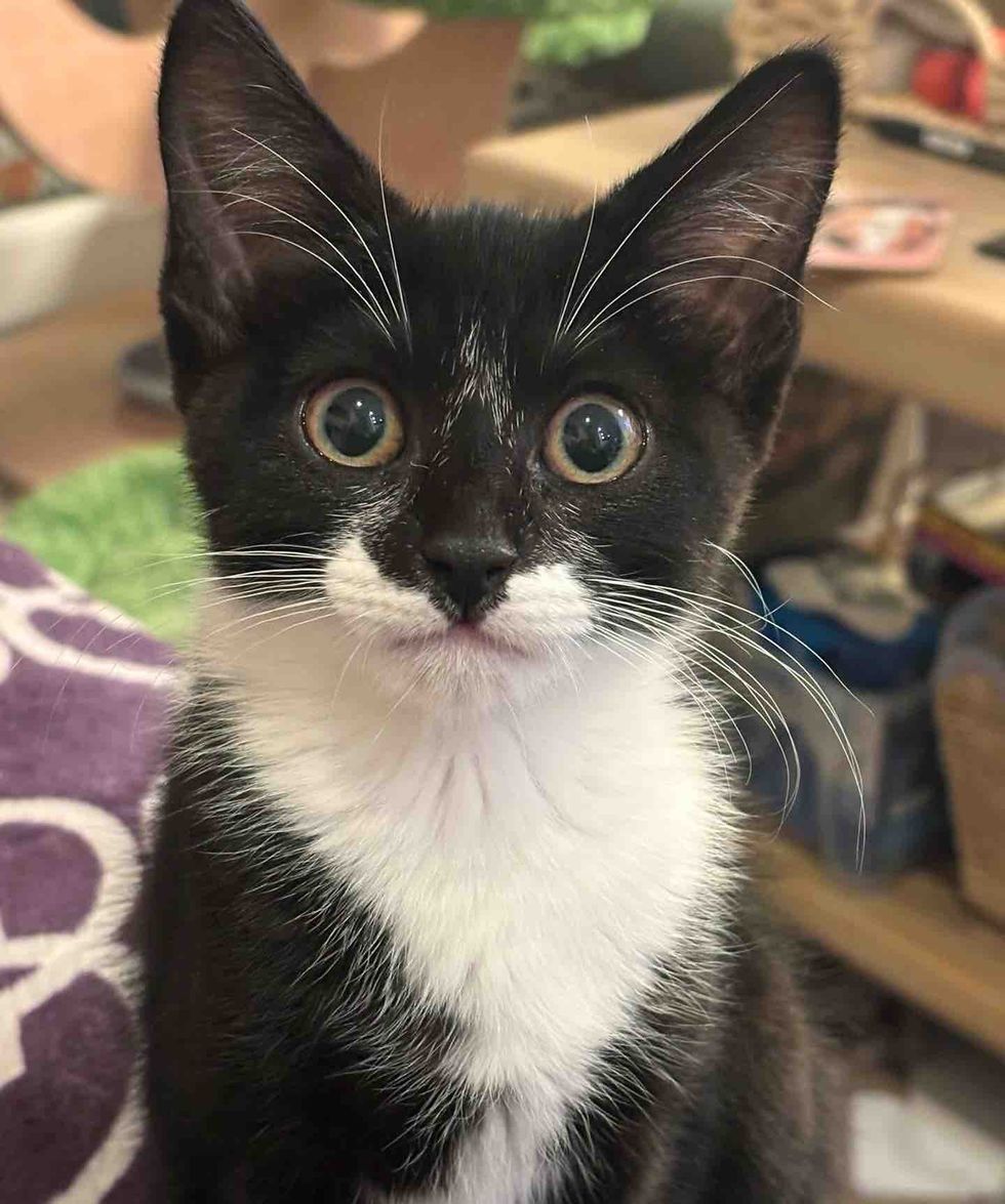 tuxedo kitten