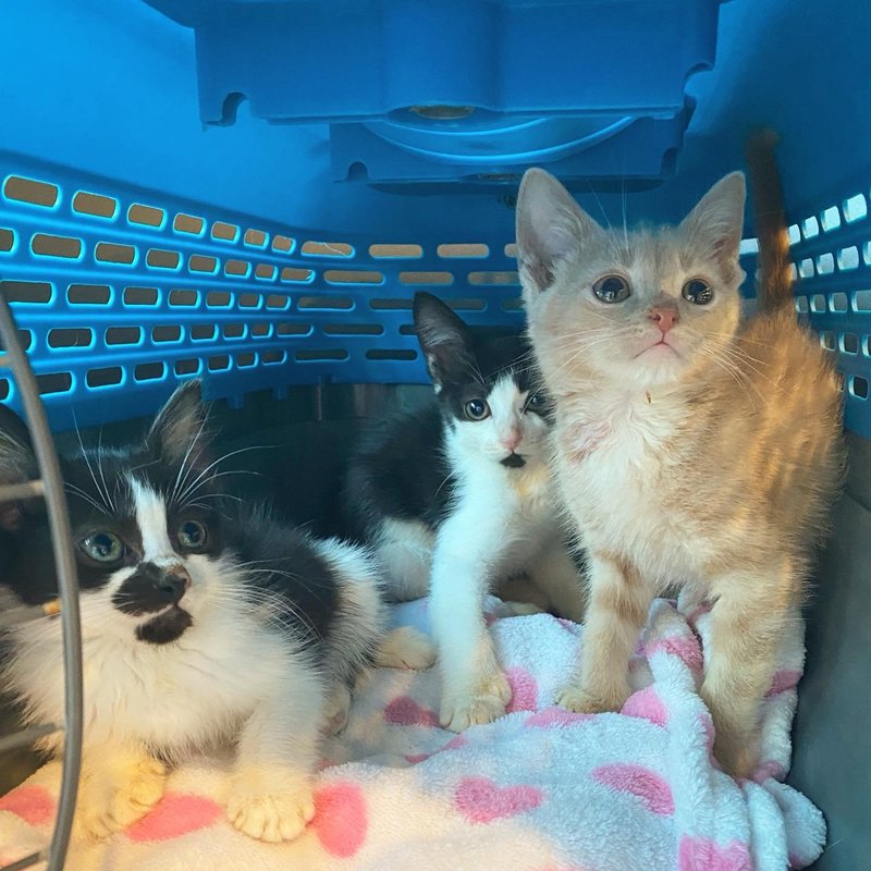 tuxedo kittens ginger