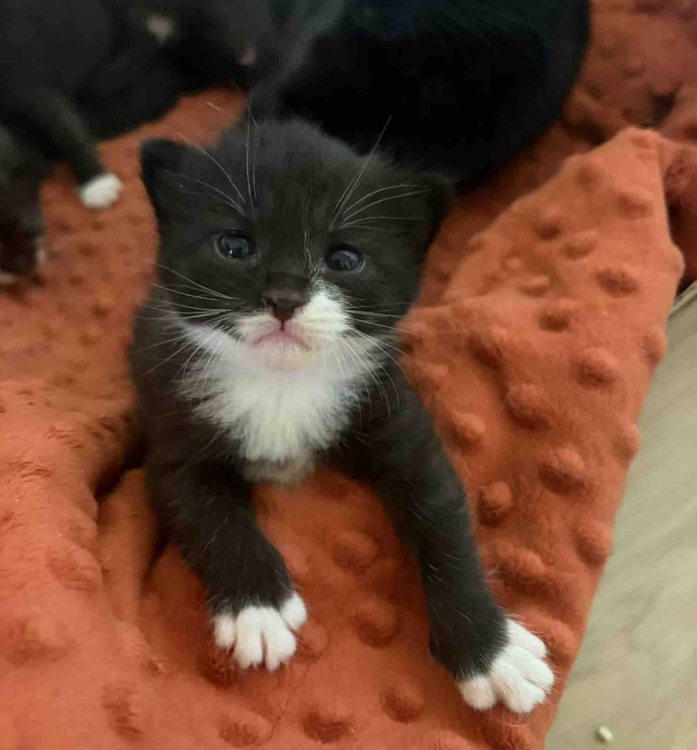 tuxedo kittens mittens