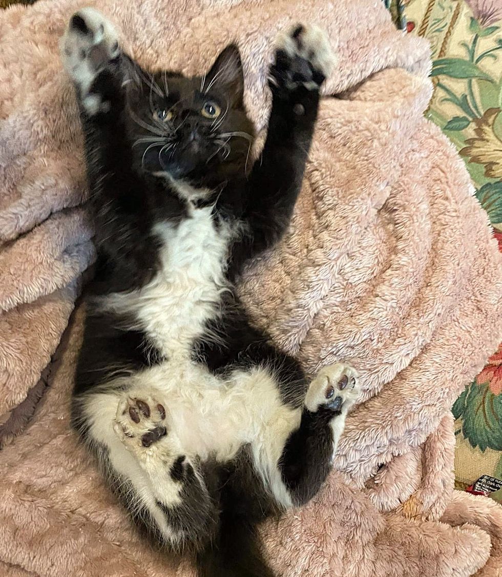 tuxedo kittens paws belly