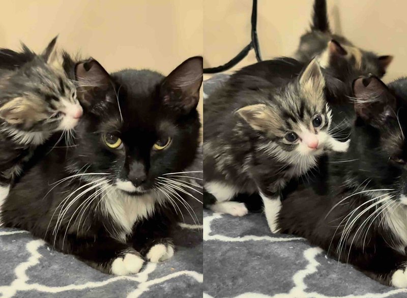 tuxedo mother cat kittens