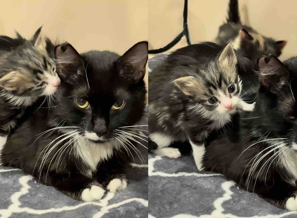 tuxedo mother cat kittens