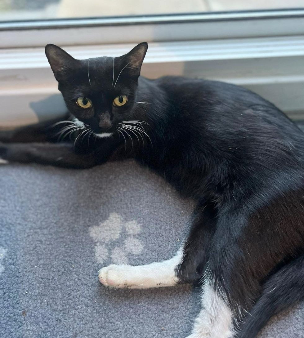 tuxedo mother cat