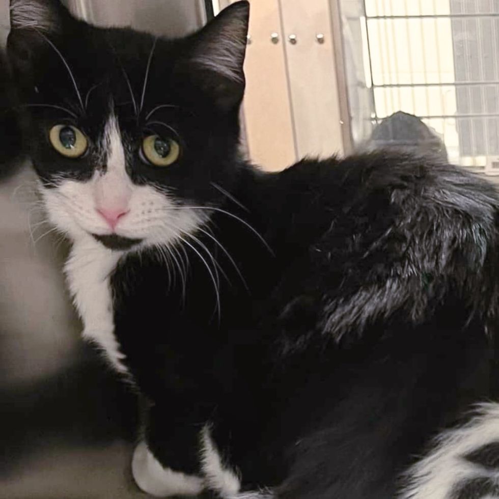 tuxedo shelter shy cat