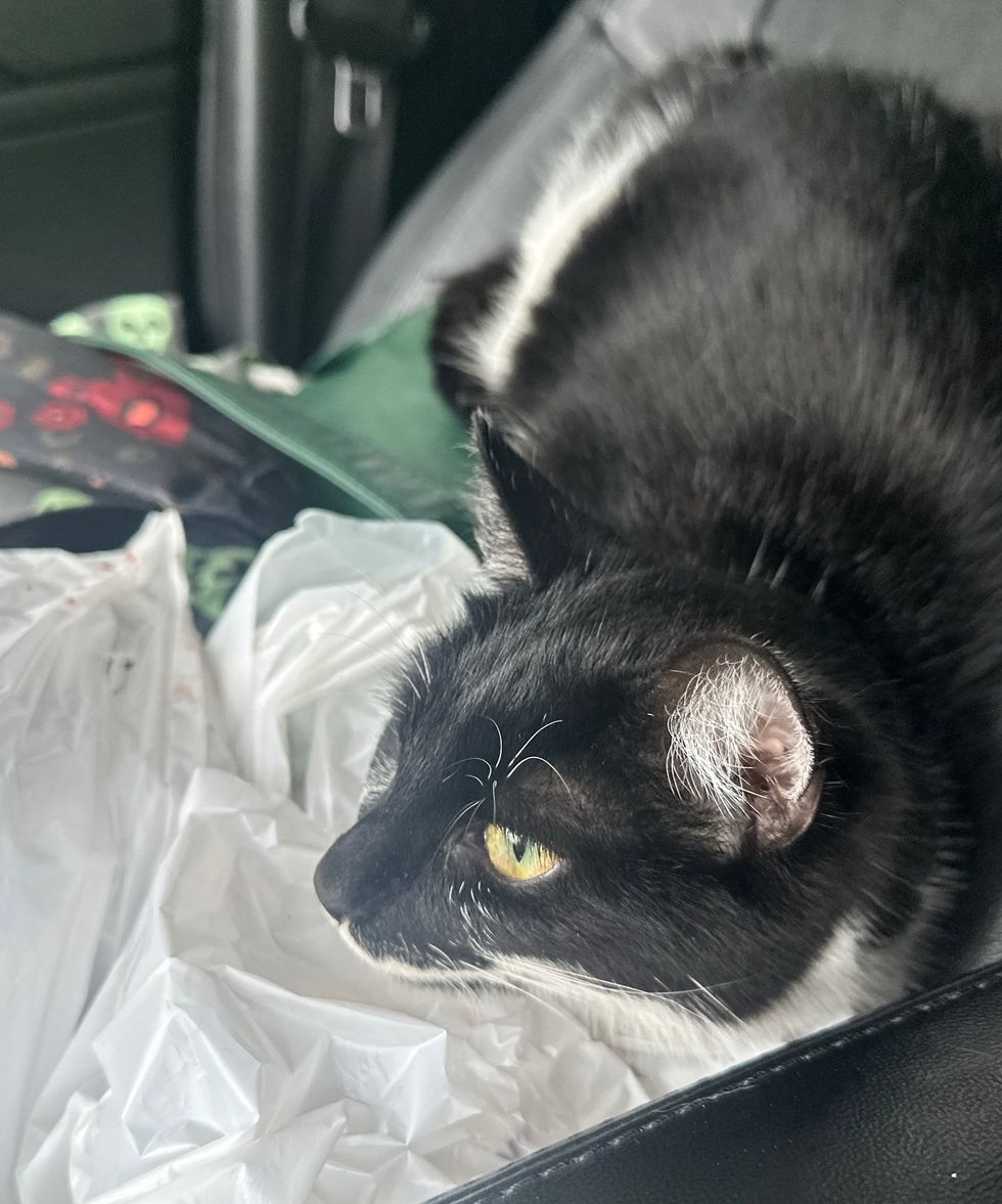 tuxedo stray cat car