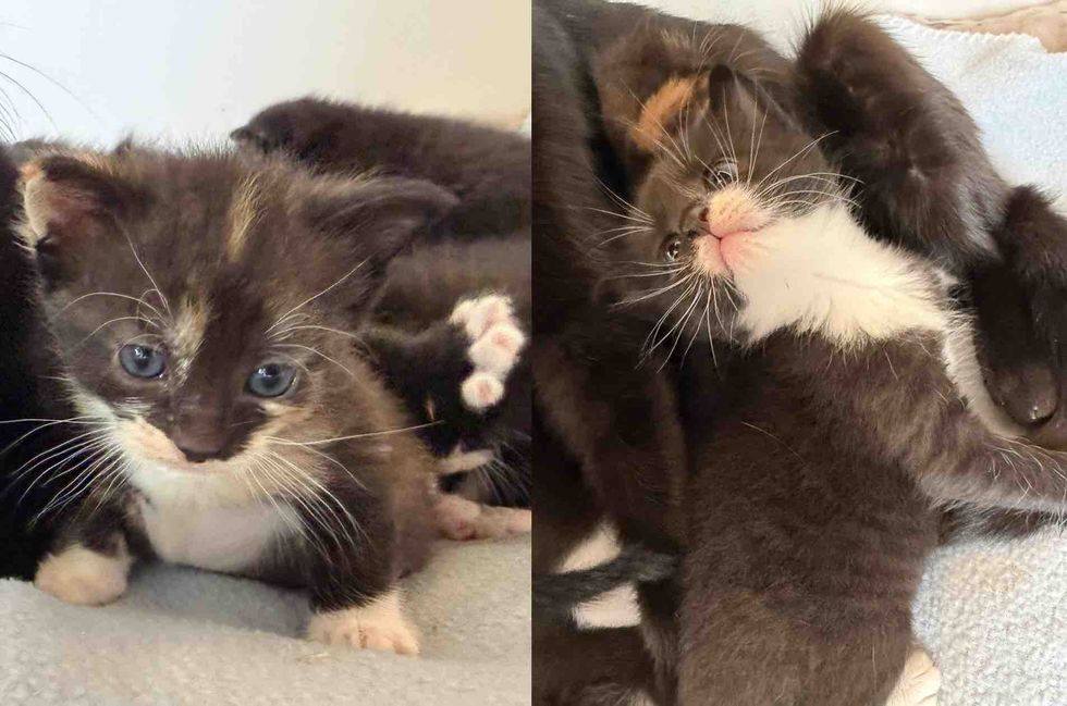 tuxedo tortie kittens