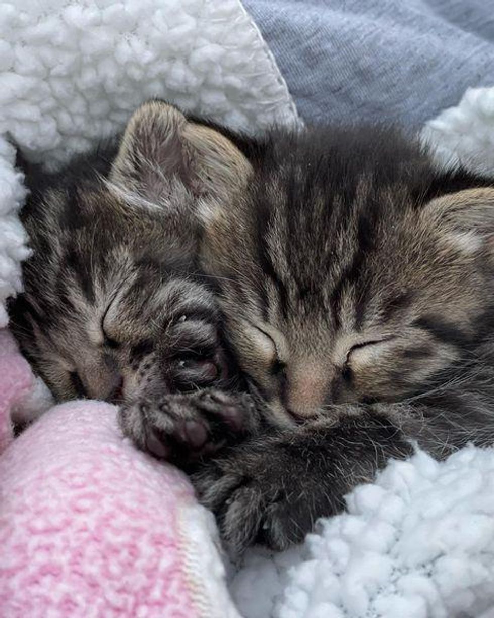 twin tabby kittens