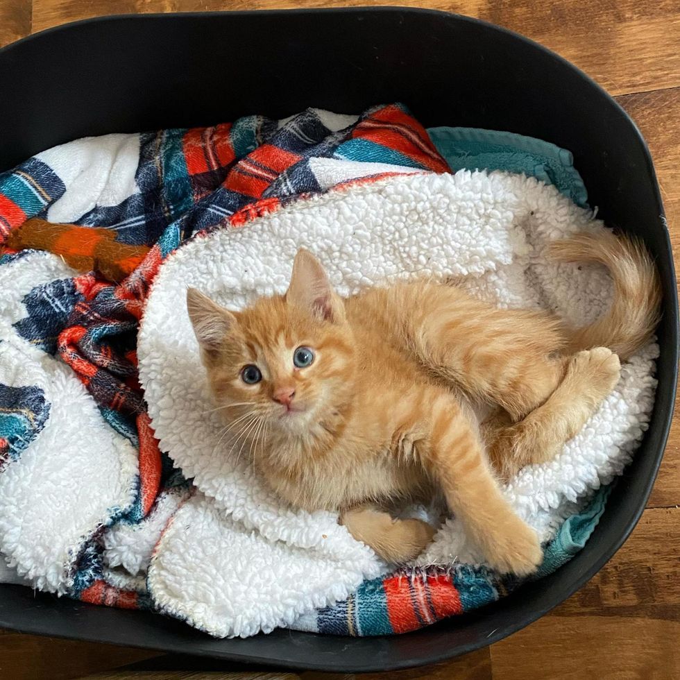 twisted legs, orange tabby kitten