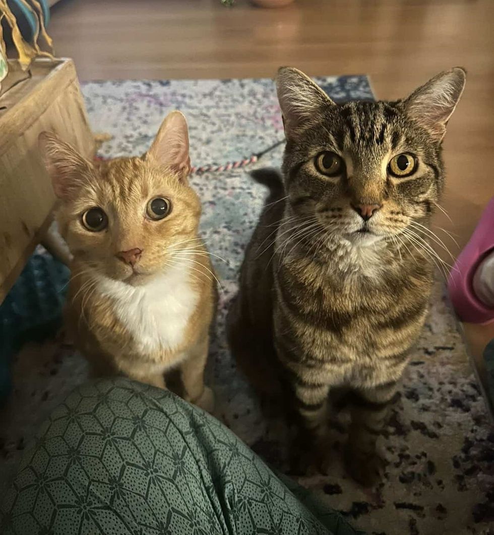 Two Adult Brother Cats looking for attention