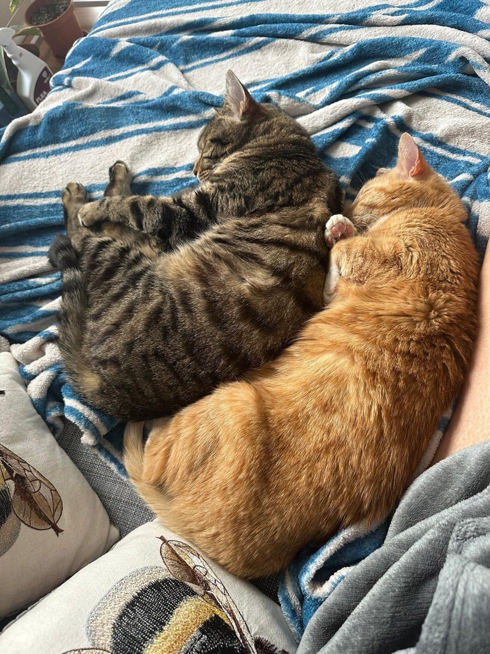 Two Adult Brother Cats sleeping together