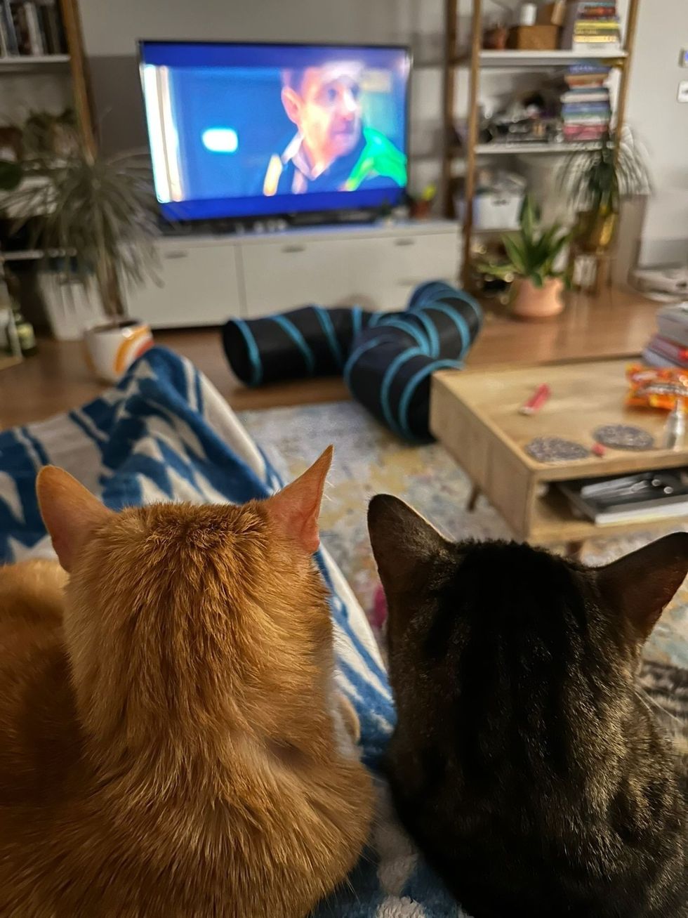 Two Adult Brother Cats watching TV