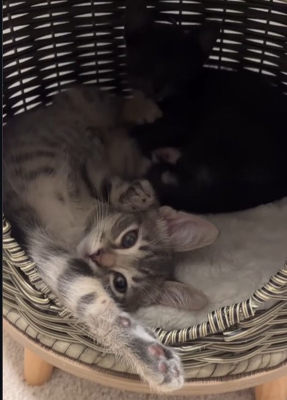 Two brothers relaxing in a cat cuddy