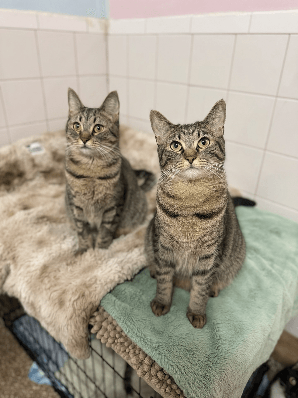 Two brown tabby cats sitting upright on a blanketed ledge, both looking toward the camera.