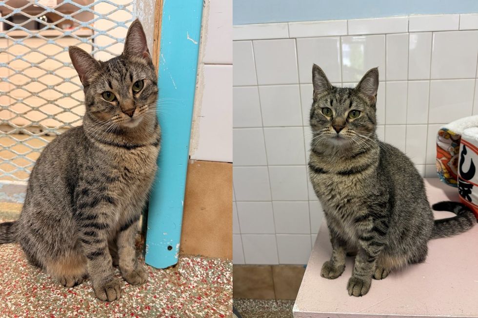 Two brown tabby kittens shown in separate photos, each sitting and looking toward the camera.