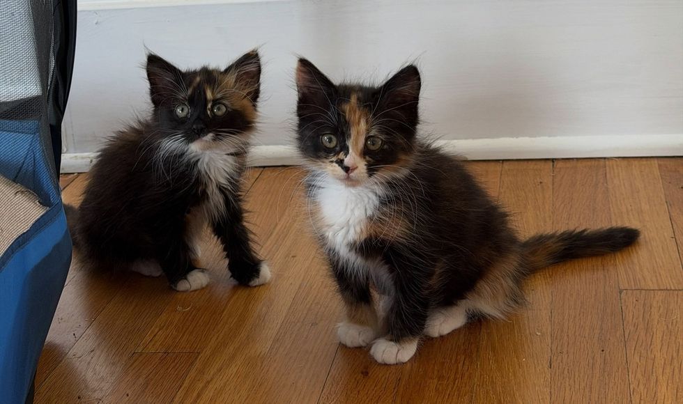 Two calico kittens sitting side by side on a wood floor, looking at the camera.