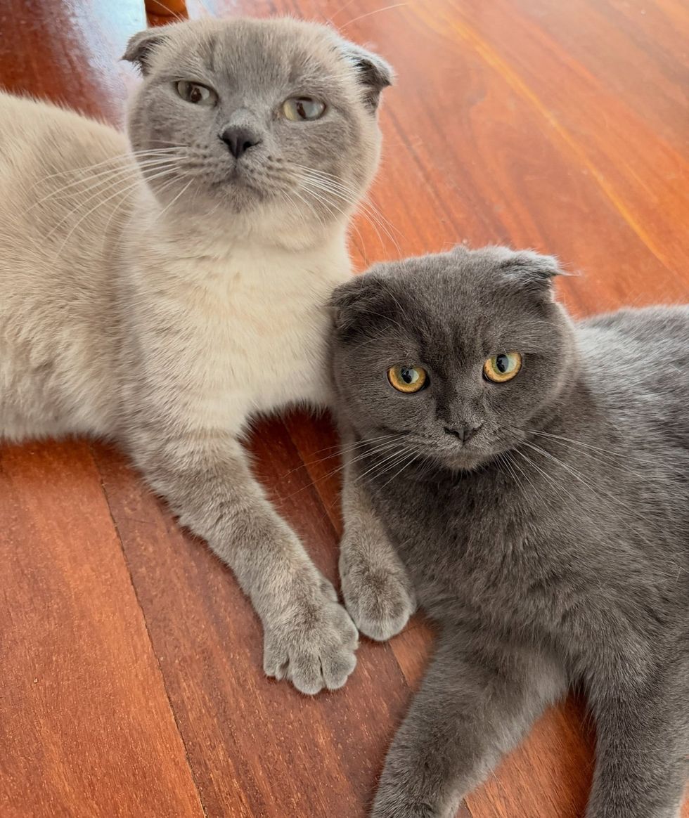 Two folded-ear cats, one gray and one paler, resting near a set of steps.