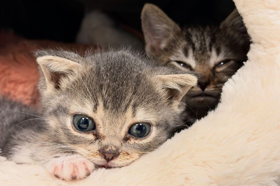 Two foster kittens resting in a cat bed cuddled