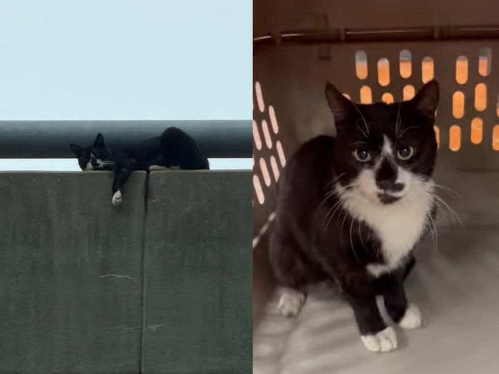 Two frames show the cat on the bridge ledge and then safe inside a carrier.