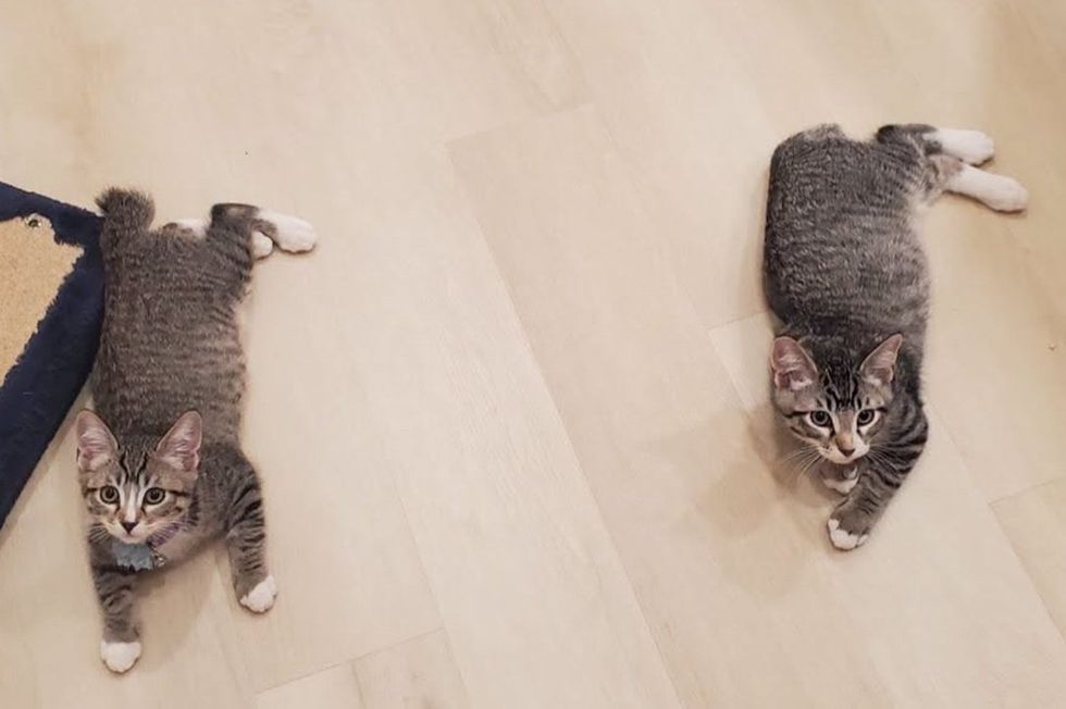 Two grey tabby kittens lie on a pale floor, both looking up at the camera.