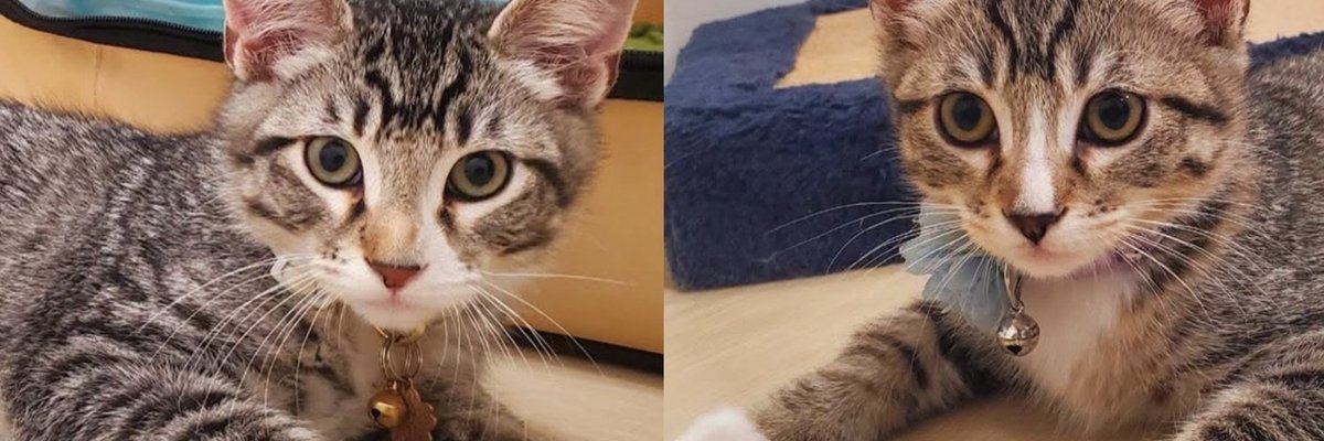 Two grey tabby kittens lie on a pale floor, both looking up at the camera.
