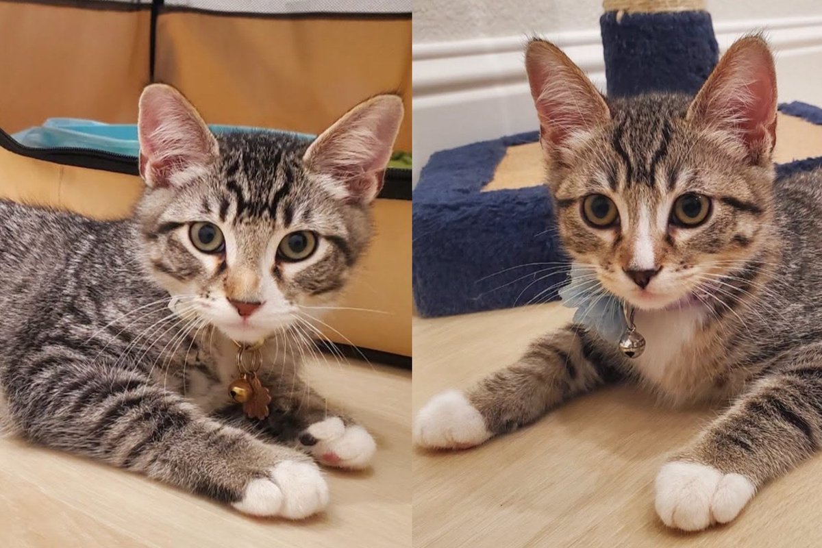 Two grey tabby kittens lie on a pale floor, both looking up at the camera.