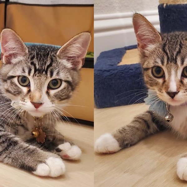 Two grey tabby kittens lie on a pale floor, both looking up at the camera.