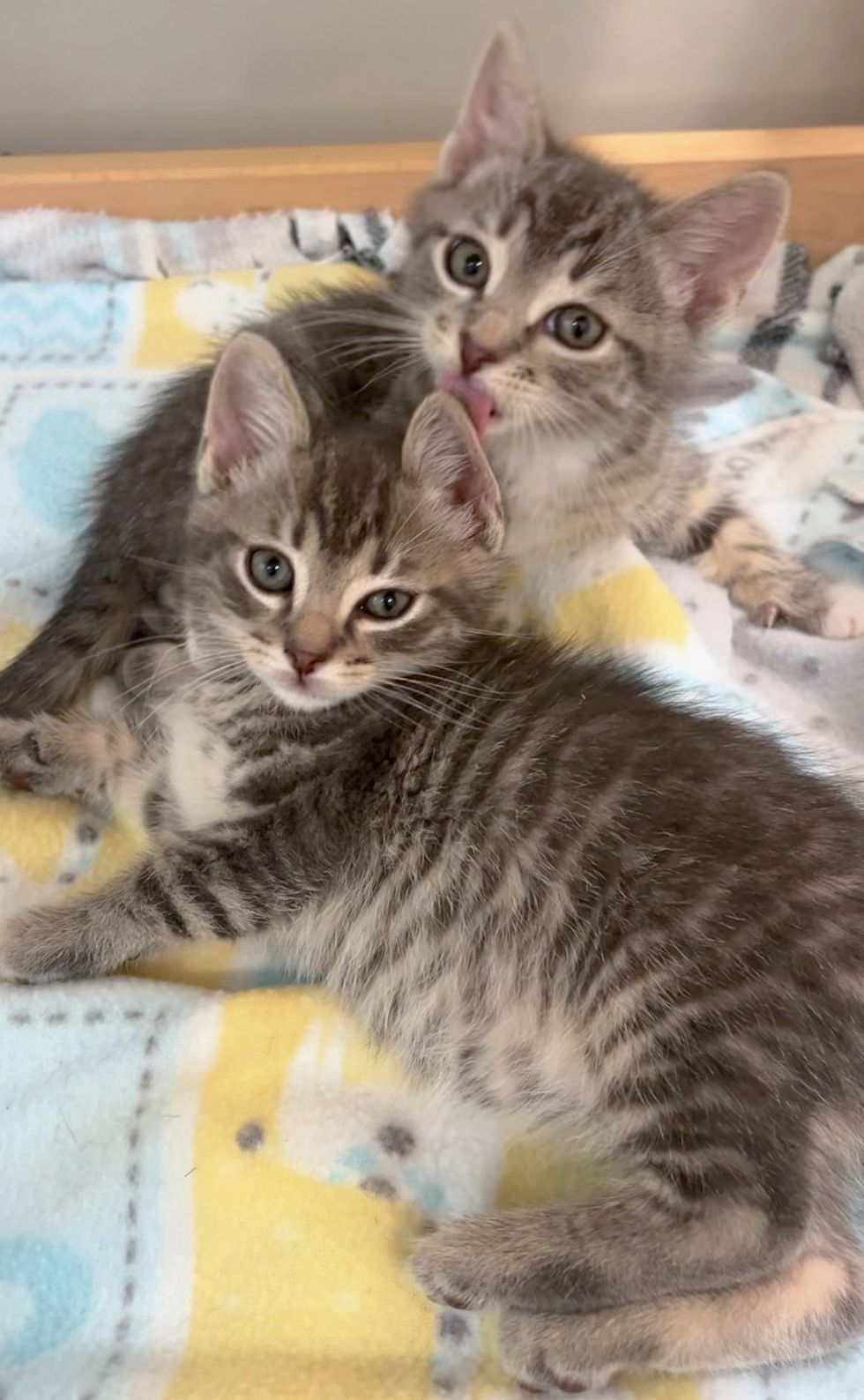 Two kitten brothers grooming on yellow blanket