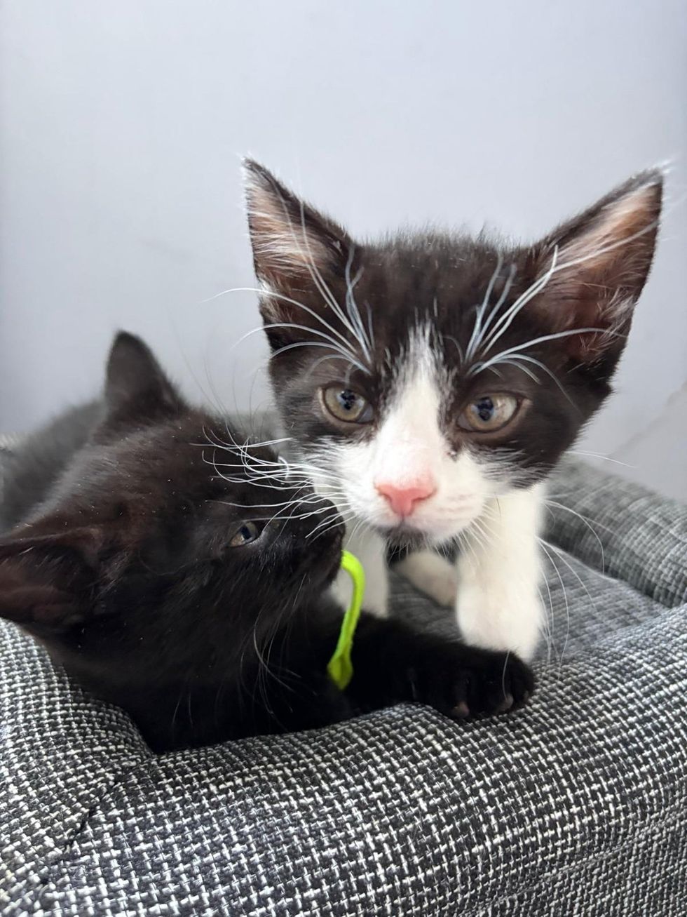 Two kitten siblings playing with each other