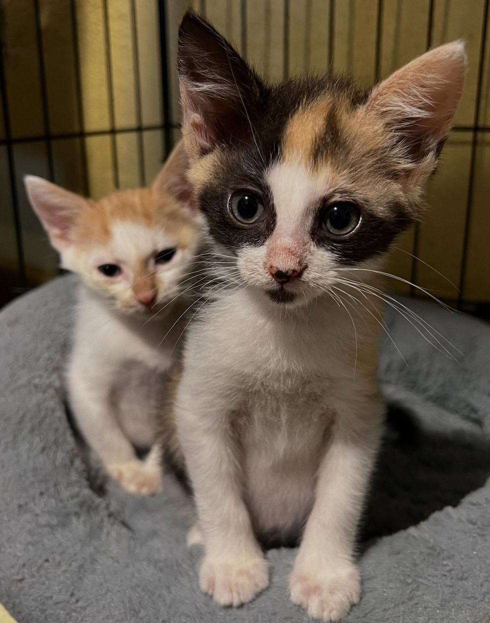Two kitten siblings sitting together on a gray mat. One is double the size of the other