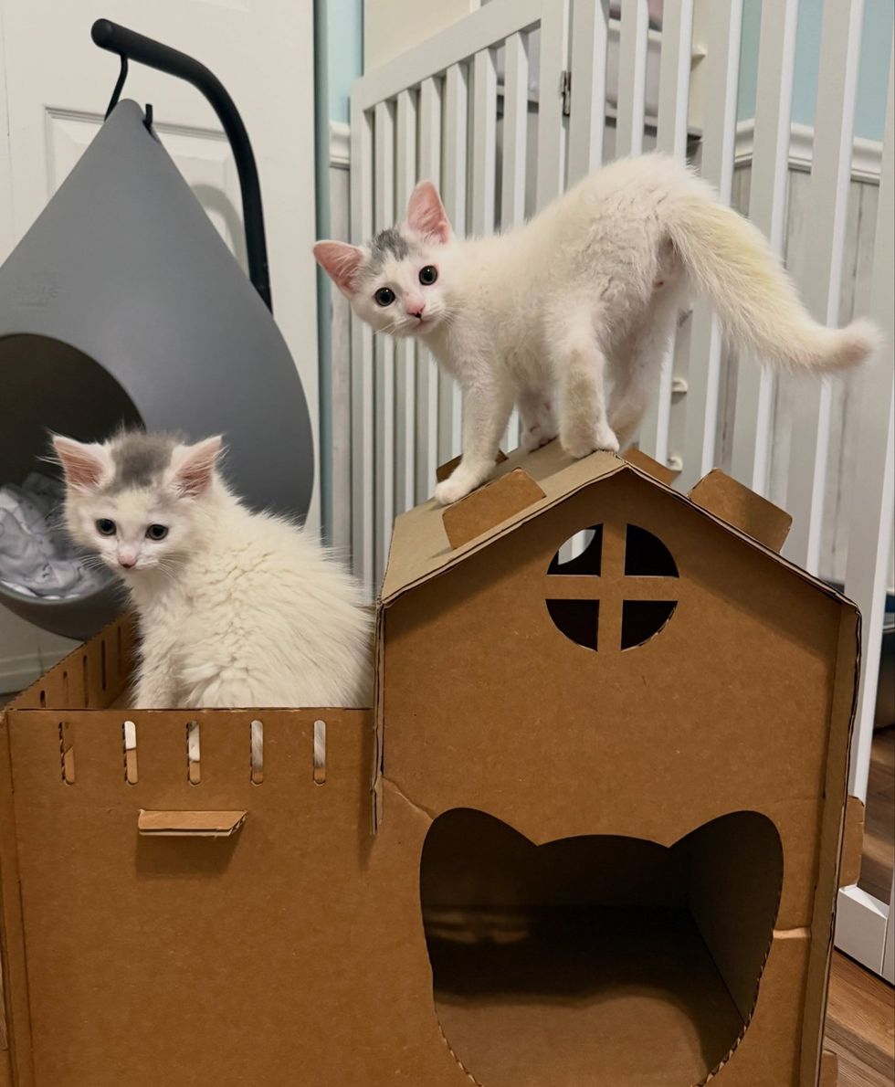 Two kittens playing on a cardboard cat house, one perched alertly on the rooftop and one peeking out from inside.