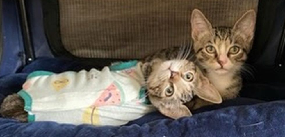 Two kittens rest together in a soft-sided carrier, one wearing a patterned onesie.