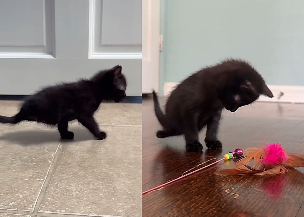 two legged kitten playful